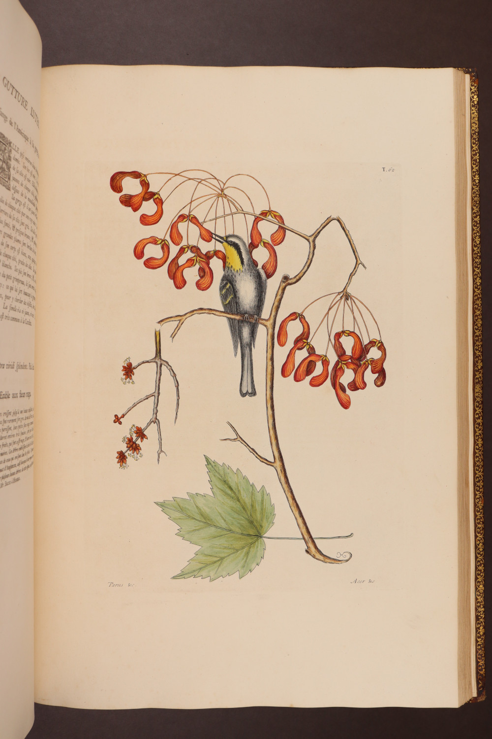 Plate 62